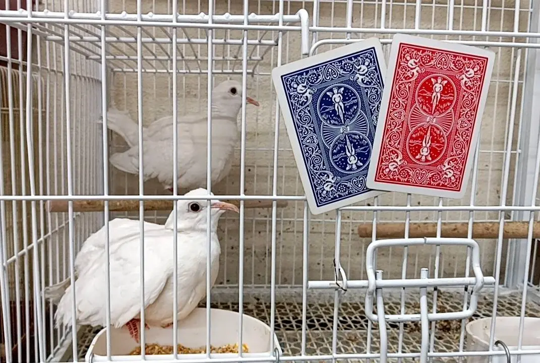 マジシャンズクラブの活動写真