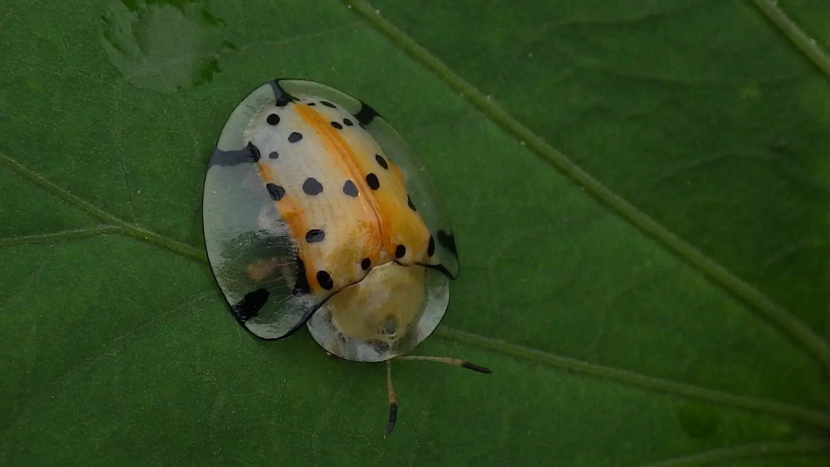 野生動物研究会の活動写真