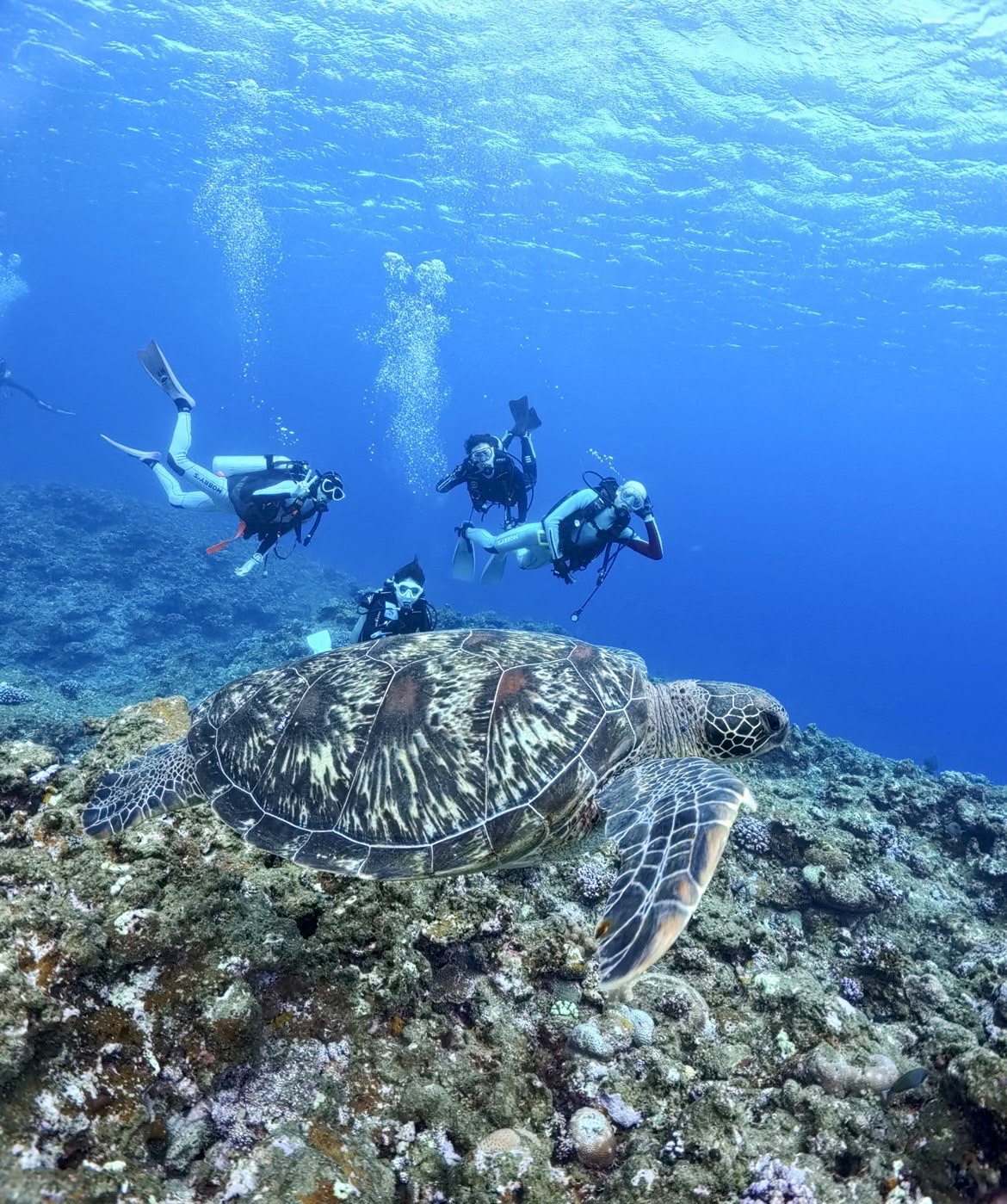 筑波マリンダイビングクラブの活動写真