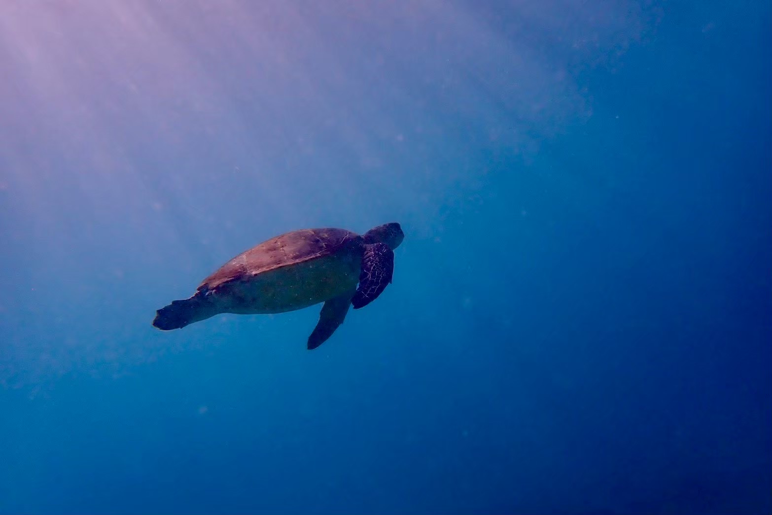 海洋研究会の活動写真