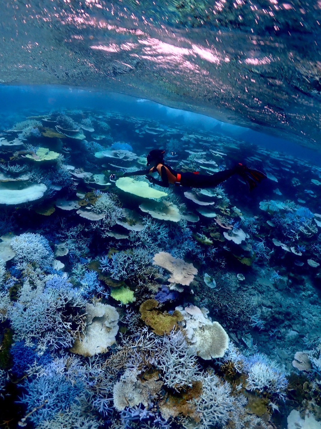 海洋研究会の活動写真