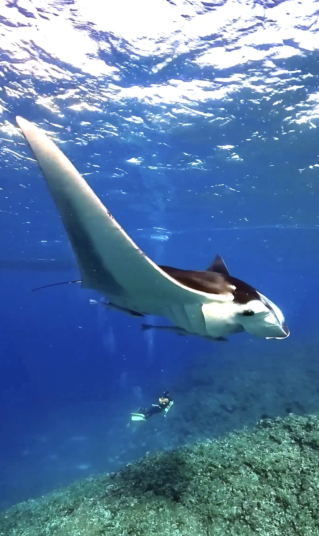 筑波マリンダイビングクラブの活動写真