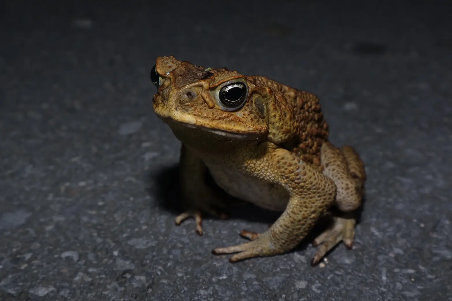 野生動物研究会の活動写真