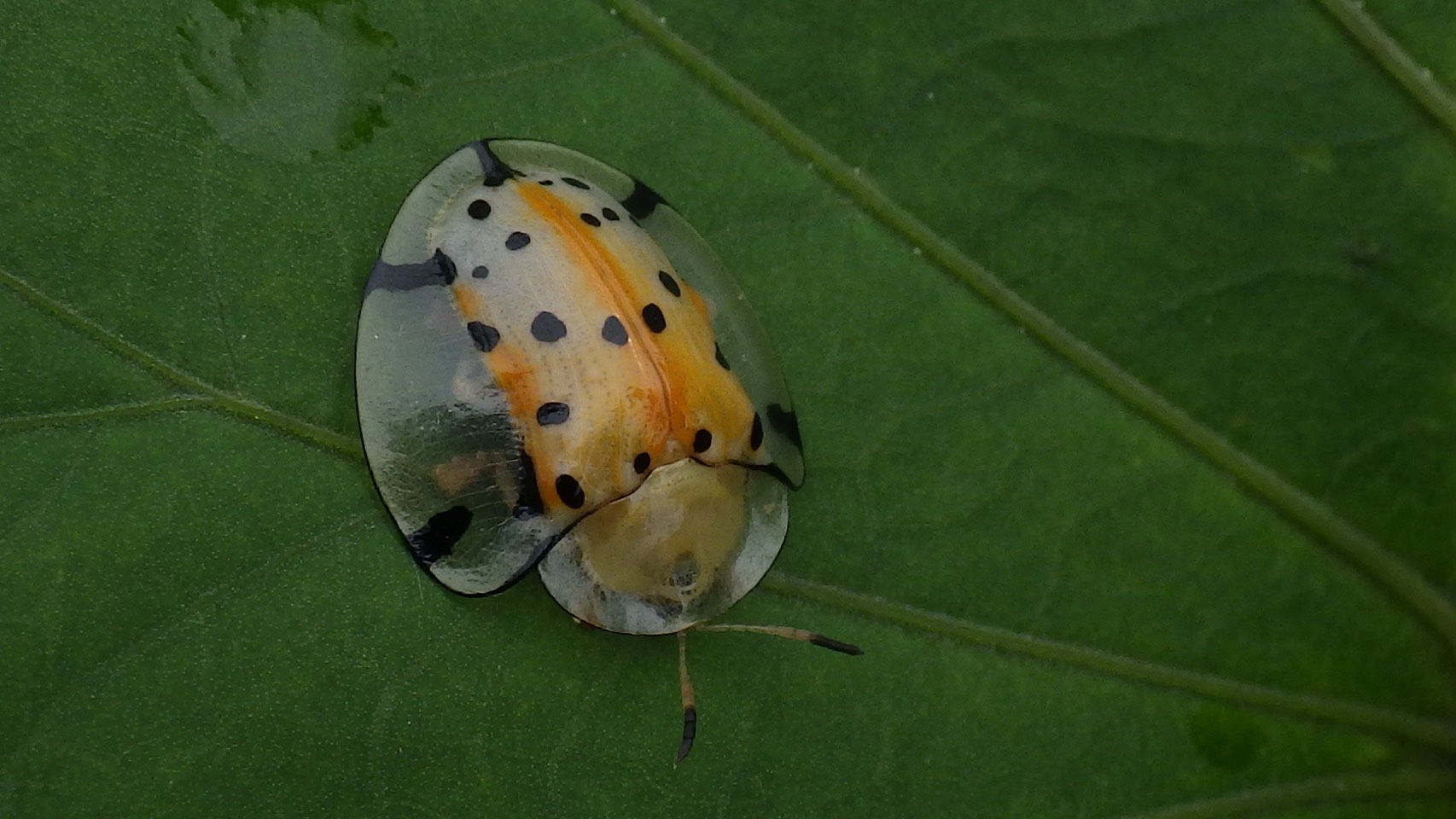 野生動物研究会の活動写真