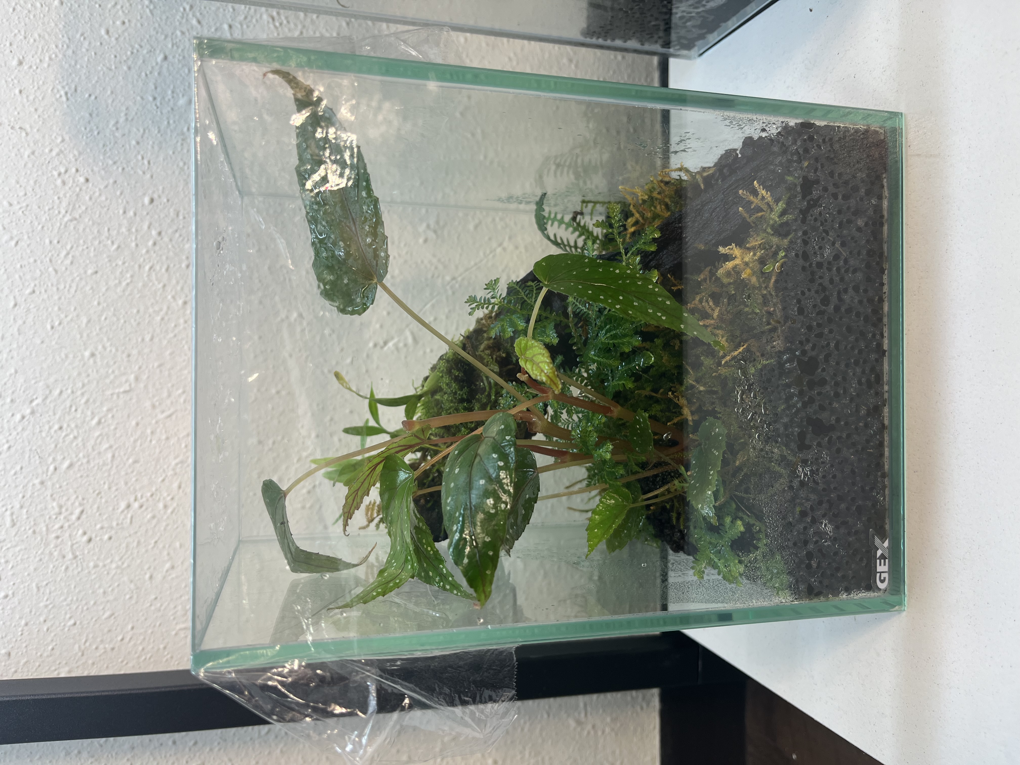 つくリウムの活動写真