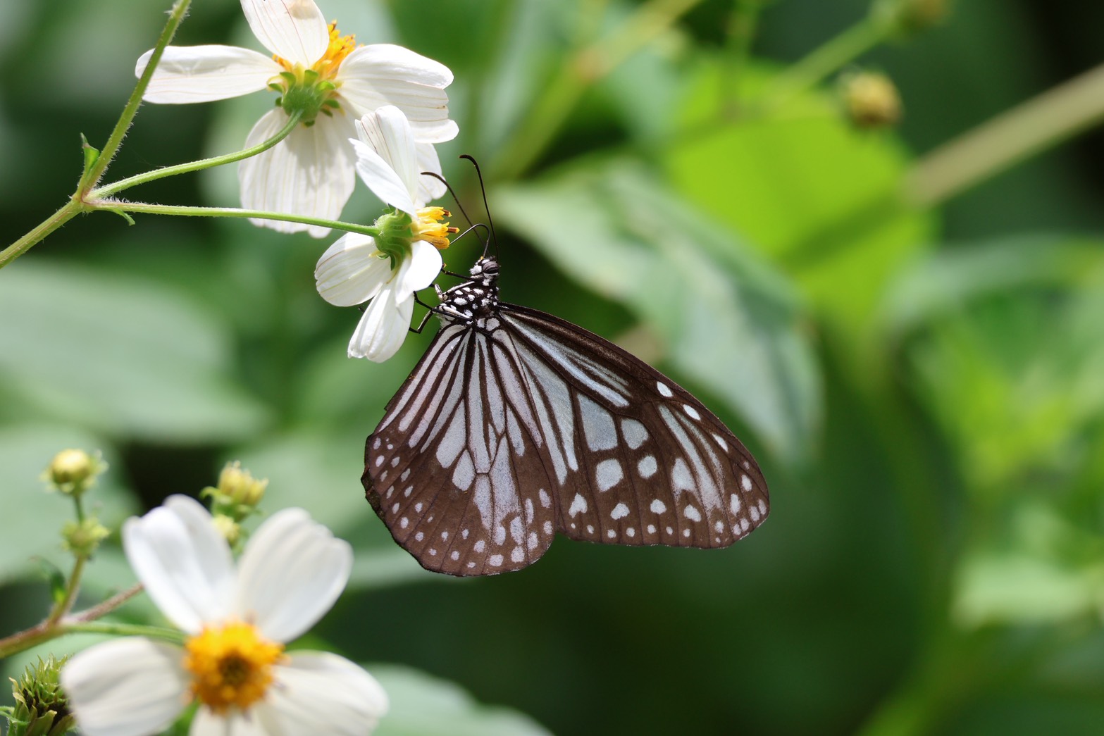 野生動物研究会の活動写真