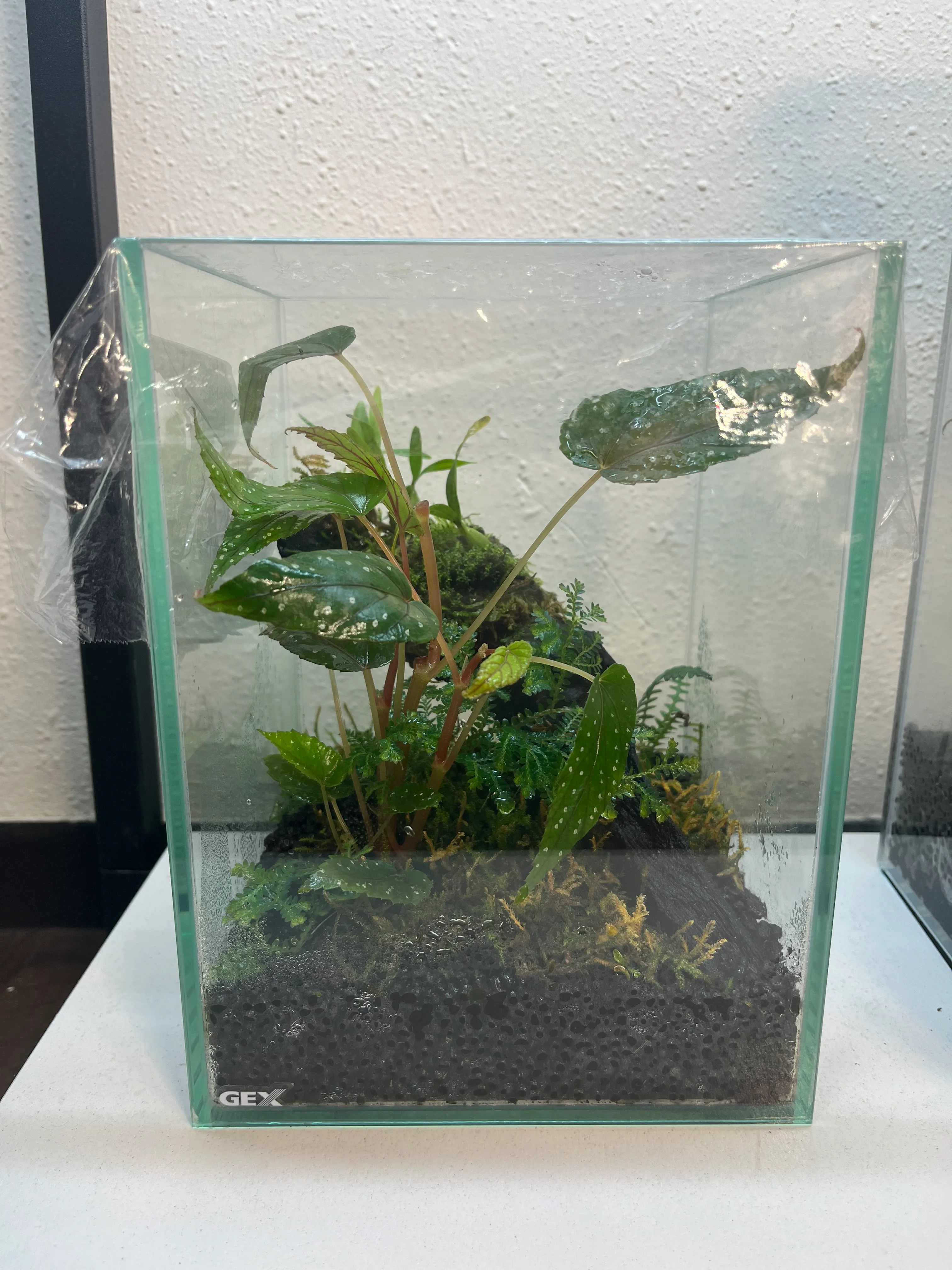 つくリウムの活動写真