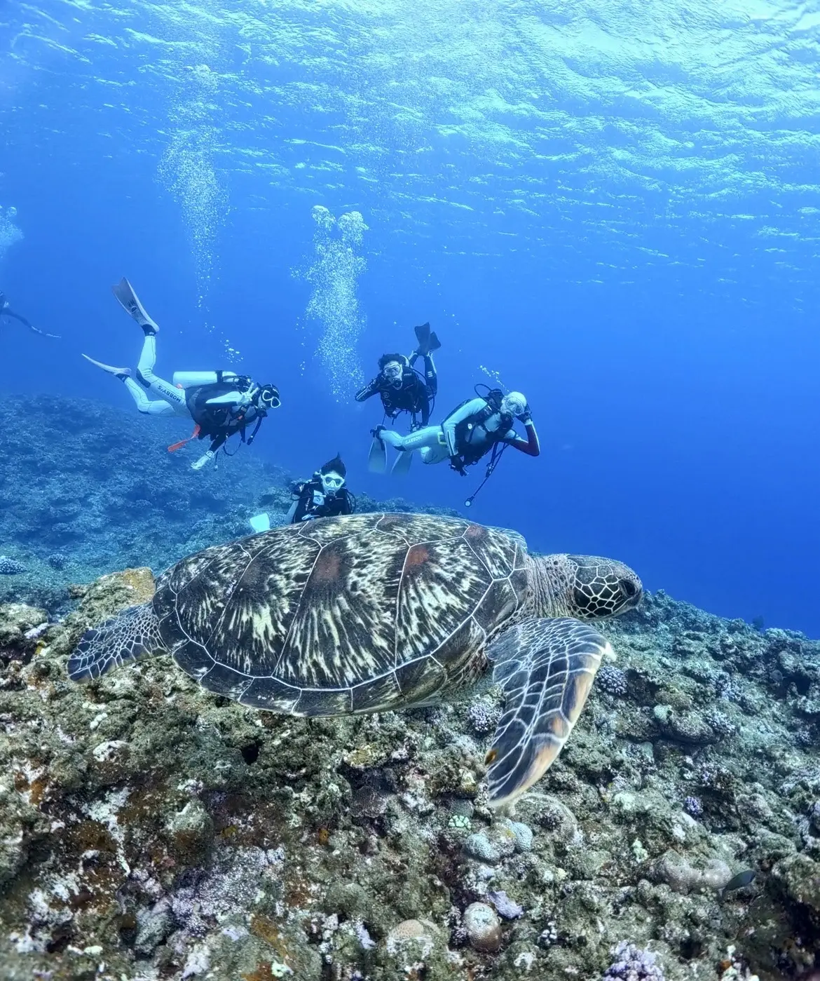 筑波マリンダイビングクラブの活動写真