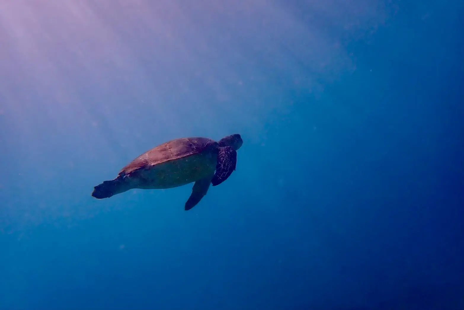 海洋研究会の活動写真