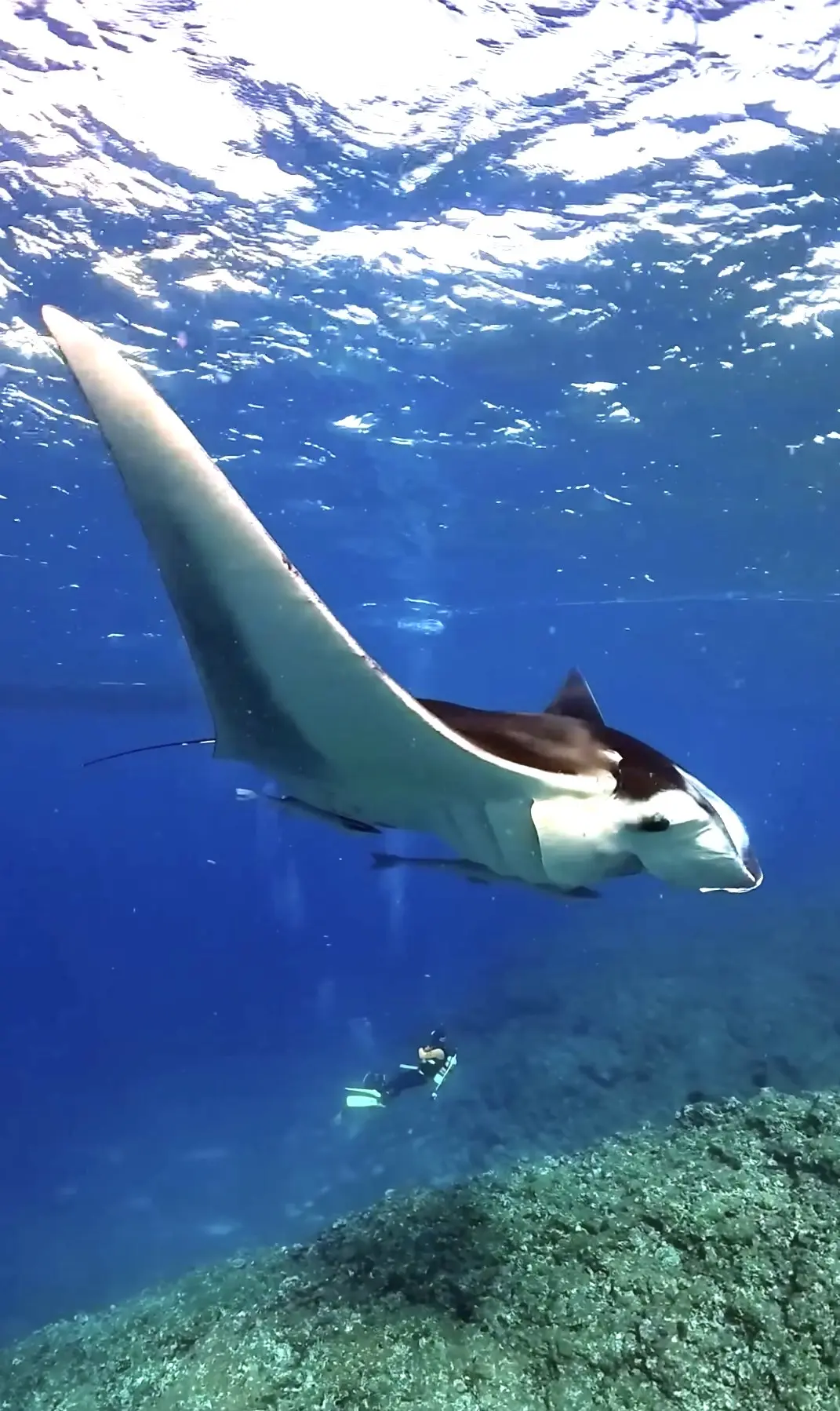 筑波マリンダイビングクラブの活動写真