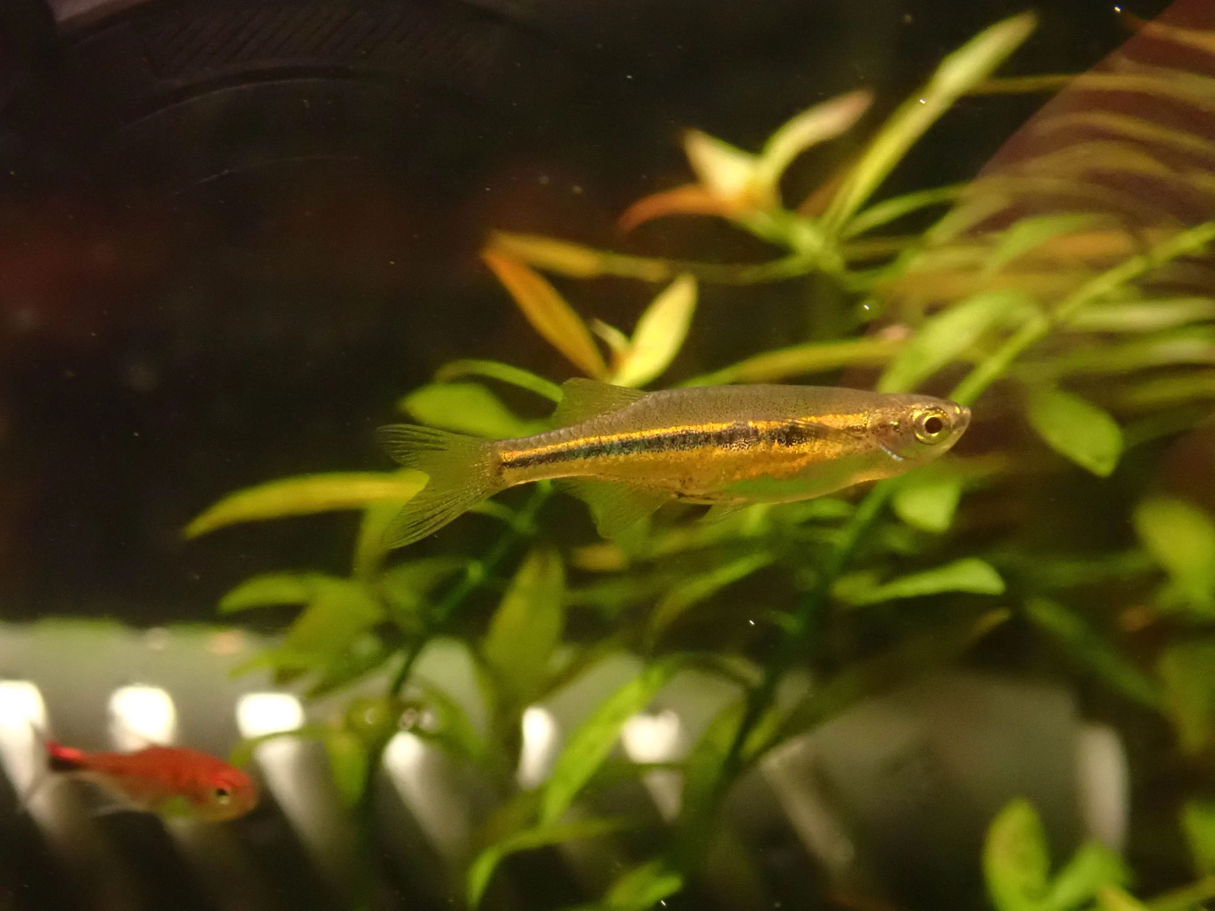 つくリウムの活動写真