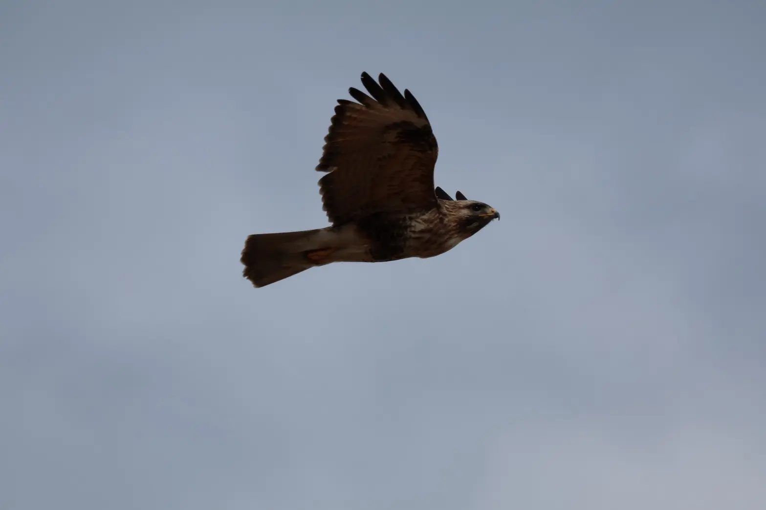 野生動物研究会の活動写真