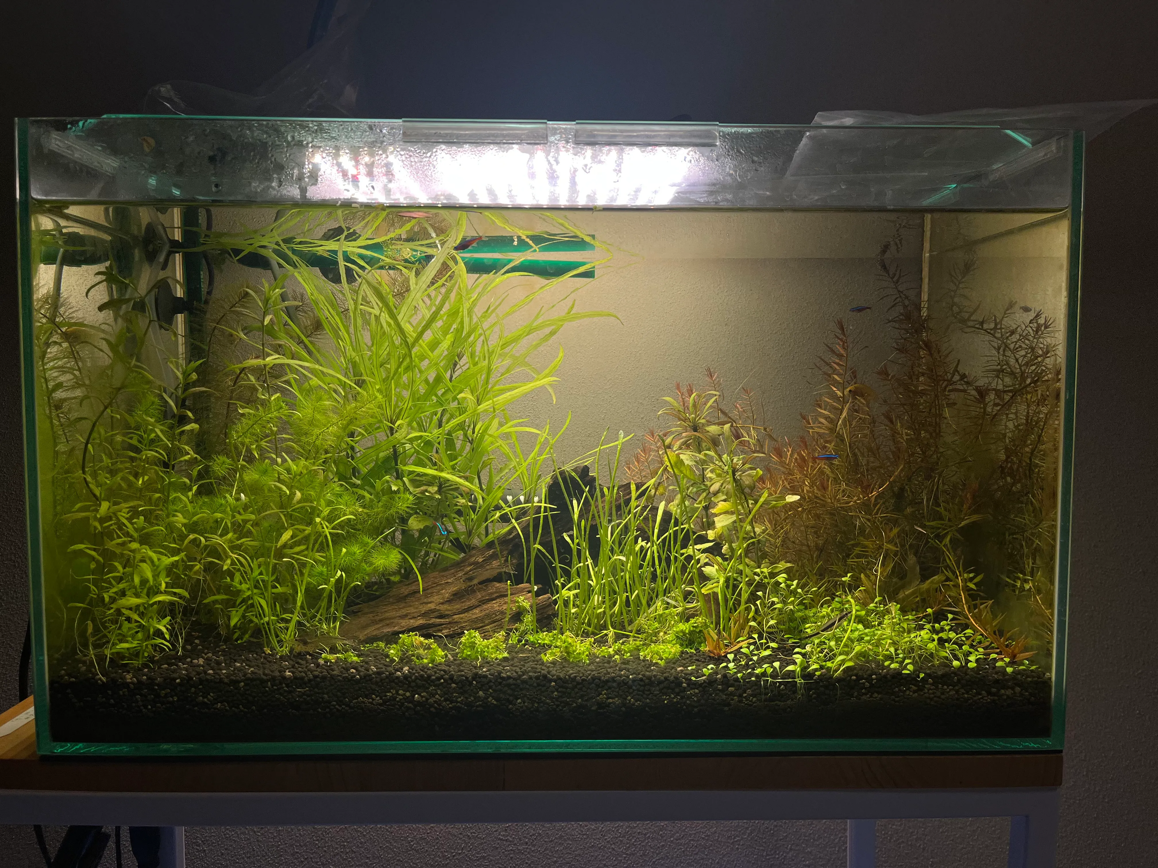 つくリウムの活動写真