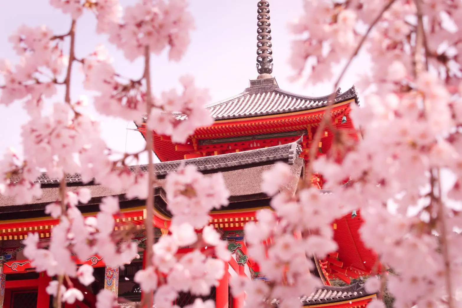 写真部さくら組のサムネイル画像