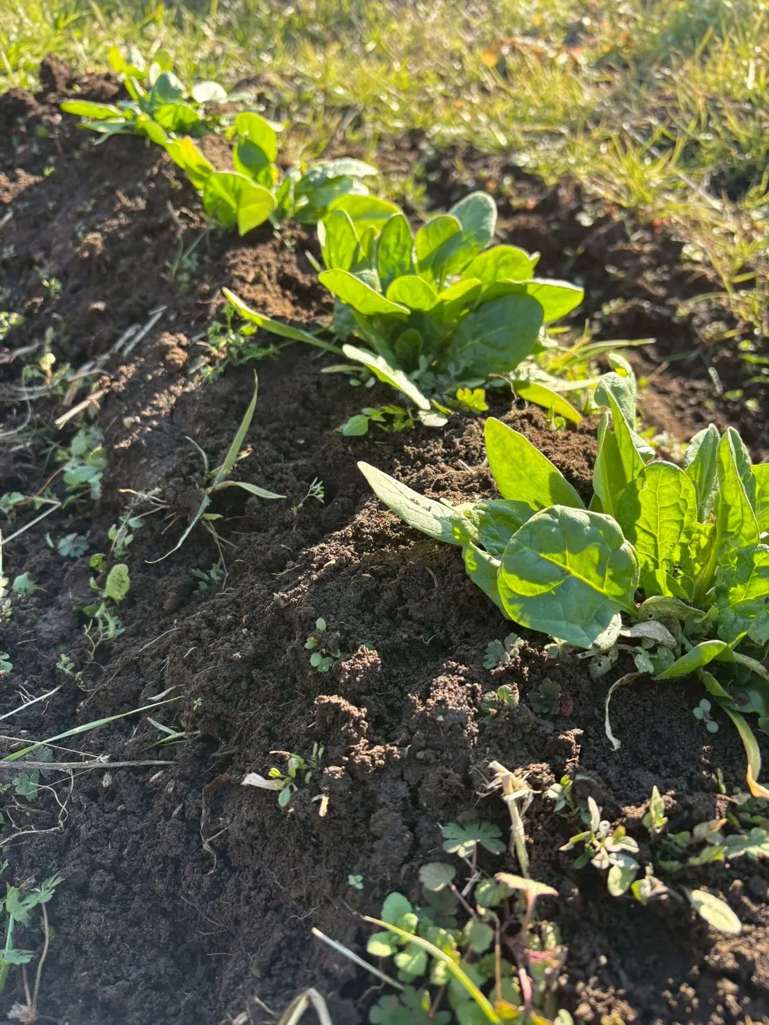 のうりんむらの活動写真